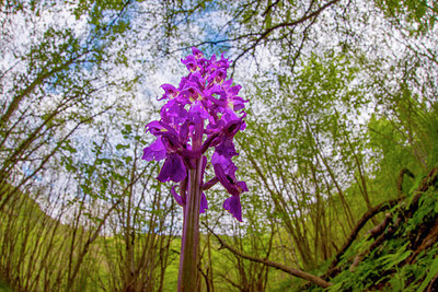 BUITEN BEELD Foto: 279854