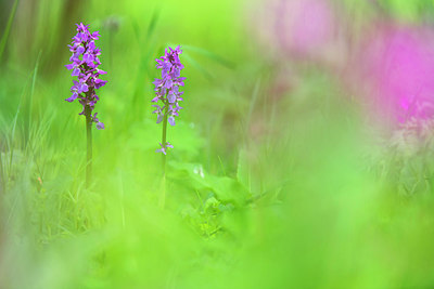 BUITEN BEELD Foto: 279877