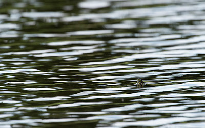 BUITEN BEELD Foto: 279918