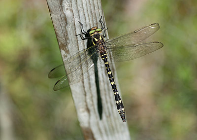BUITEN BEELD Foto: 279919