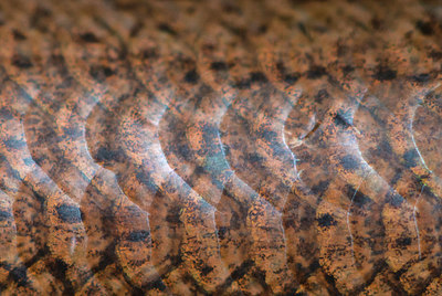 BUITEN BEELD Foto: 279965