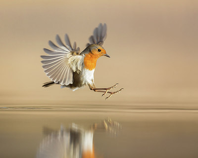 BUITEN BEELD Foto: 279990