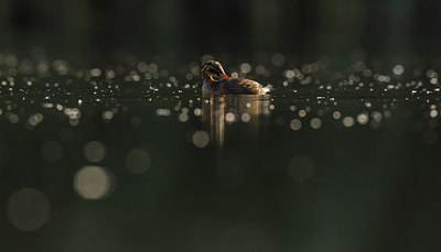 BUITEN BEELD Foto: 279991
