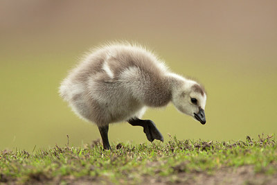 BUITEN BEELD Foto: 280007