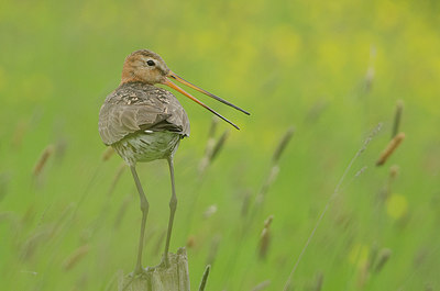 BUITEN BEELD Foto: 280062