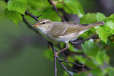 BUITEN BEELD Foto: 280077
