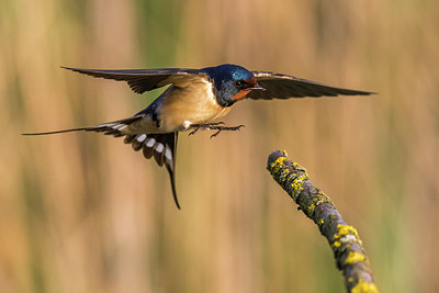 BUITEN BEELD Foto: 280089