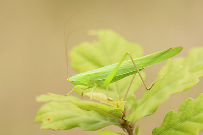 BUITEN BEELD Foto: 280091