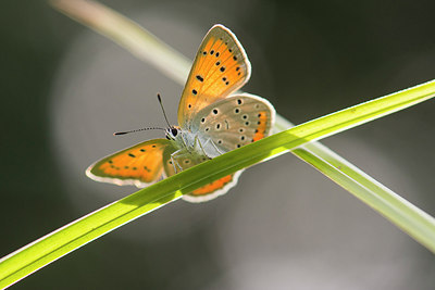 BUITEN BEELD Foto: 280098
