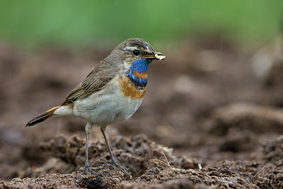 BUITEN BEELD Foto: 280173
