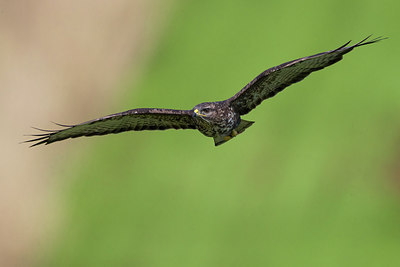 BUITEN BEELD Foto: 280252