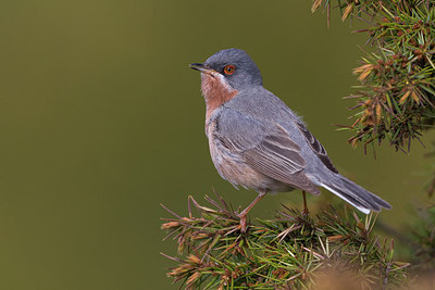 BUITEN BEELD Foto: 280322