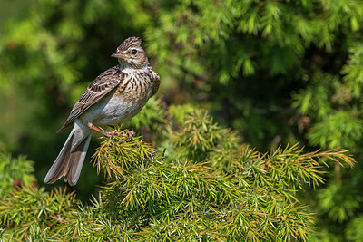 BUITEN BEELD Foto: 280352