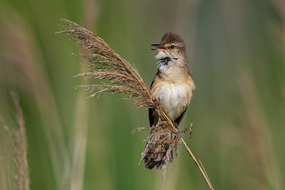 BUITEN BEELD Foto: 280392