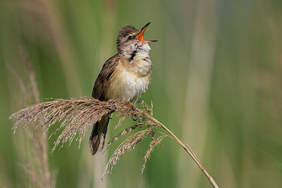 BUITEN BEELD Foto: 280394