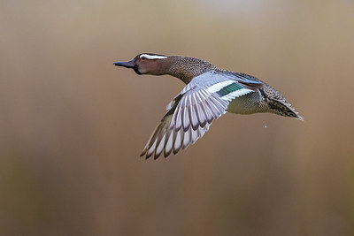 BUITEN BEELD Foto: 280421