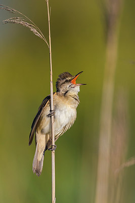 BUITEN BEELD Foto: 280506