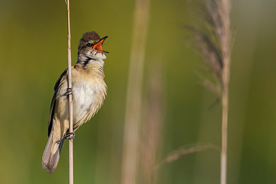 BUITEN BEELD Foto: 280508