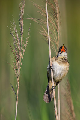 BUITEN BEELD Foto: 280510