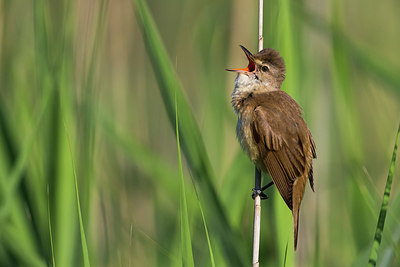 BUITEN BEELD Foto: 280511