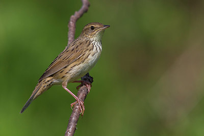 BUITEN BEELD Foto: 280520