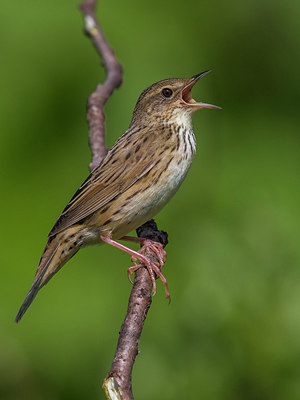 BUITEN BEELD Foto: 280522