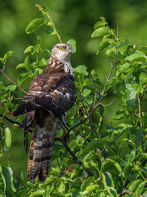 BUITEN BEELD Foto: 280560