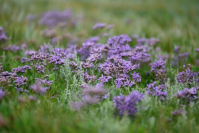 BUITEN BEELD Foto: 280605