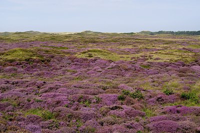 BUITEN BEELD Foto: 280640