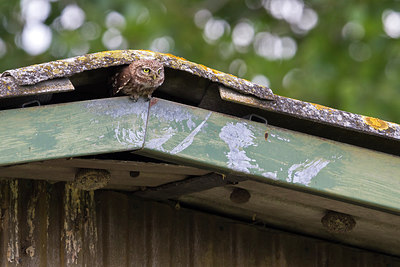 BUITEN BEELD Foto: 280690