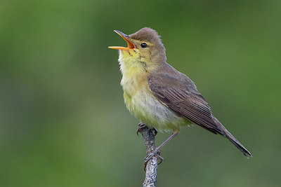 BUITEN BEELD Foto: 280701