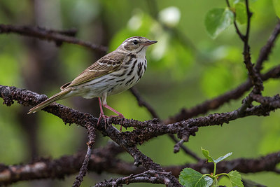 BUITEN BEELD Foto: 280719
