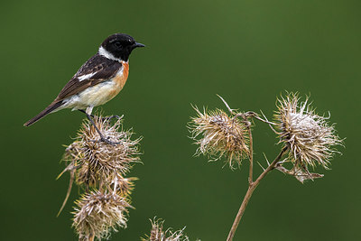 BUITEN BEELD Foto: 280793