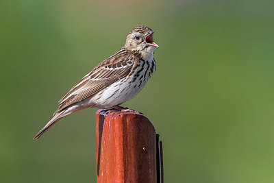 BUITEN BEELD Foto: 280834