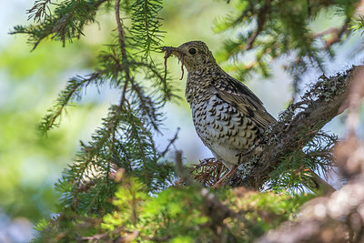BUITEN BEELD Foto: 280848