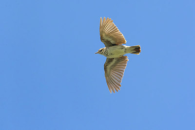BUITEN BEELD Foto: 280855