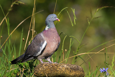 BUITEN BEELD Foto: 280866