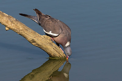 BUITEN BEELD Foto: 280869