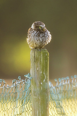 BUITEN BEELD Foto: 280896