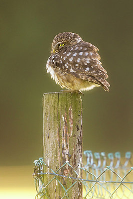 BUITEN BEELD Foto: 280897