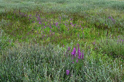 BUITEN BEELD Foto: 280904
