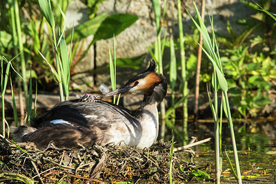 BUITEN BEELD Foto: 280908