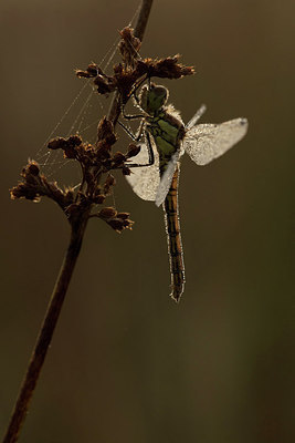 BUITEN BEELD Foto: 280998