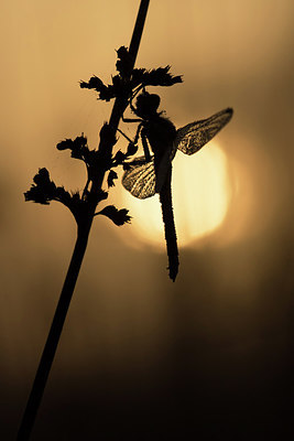 BUITEN BEELD Foto: 280999
