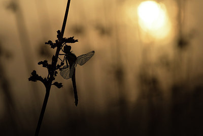 BUITEN BEELD Foto: 281000