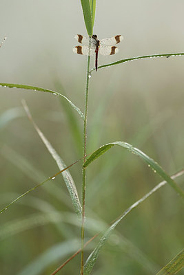 BUITEN BEELD Foto: 281003