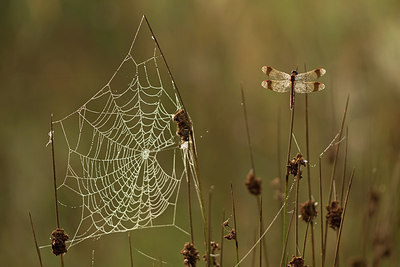 BUITEN BEELD Foto: 281007