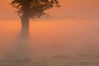 BUITEN BEELD Foto: 281031