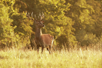 BUITEN BEELD Foto: 281035