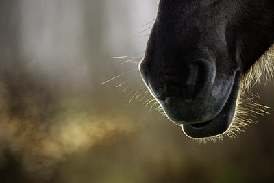 BUITEN BEELD Foto: 281039
